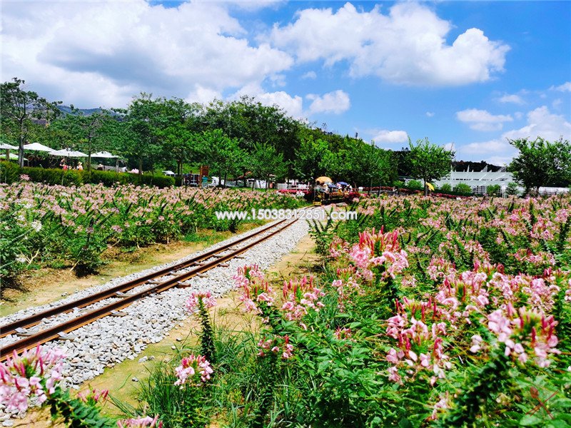 有軌小火車,生態園觀光小火車,盈香生態園有軌觀光小火車廠家
